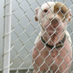 Image for article titled One Nation Under Dog